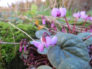 Cyclamen coum