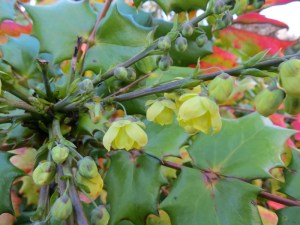 janflowers_mahonia