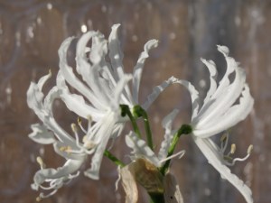 janflowers_nerine