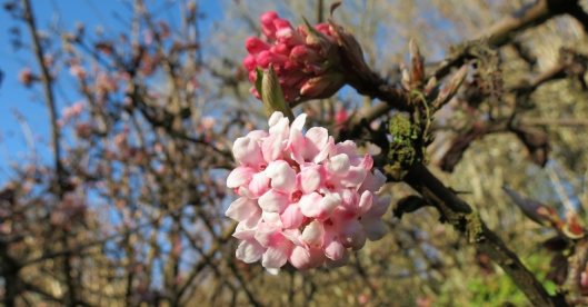 Viburnum x bodnantense 'Dawn'
