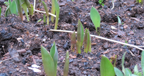 ..and the bulbs are poking through the ground everywhere: a new one appears every day. These are the early tulips, only a couple of months away now.
