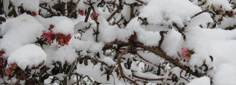 There's a viburnum in full flower under here somewhere