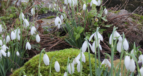 It's been a wonderful year for snowdrops: perhaps it's just me but they seem bigger and fatter somehow