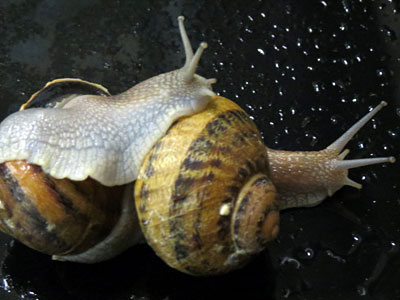 snails1