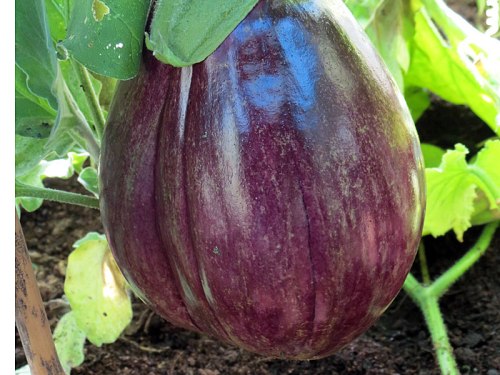 octgarden_greenhouseaubergine
