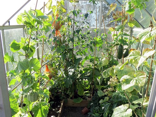 octgarden_greenhousecukes