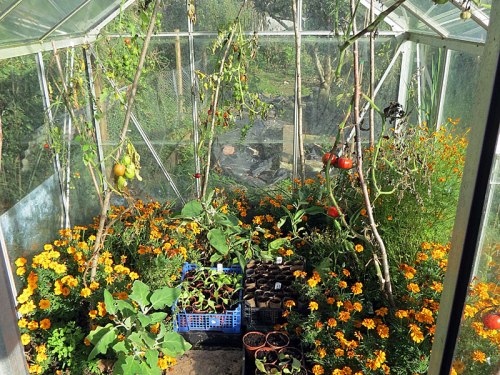 octgarden_greenhousetoms