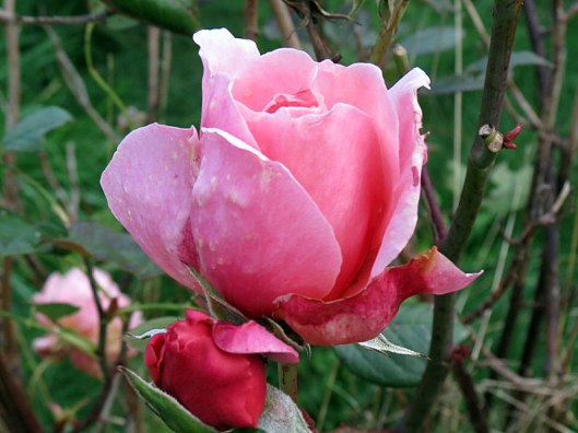 herbgarden_rose