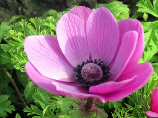 anemone