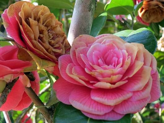 camellia3