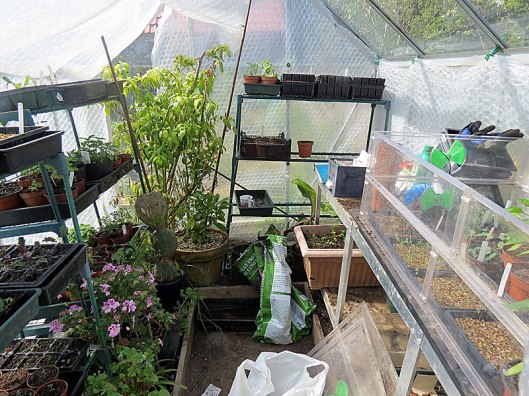 greenhouse1