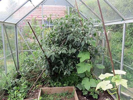 greenhouse1
