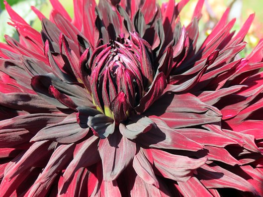Dahlia 'Black Jack'