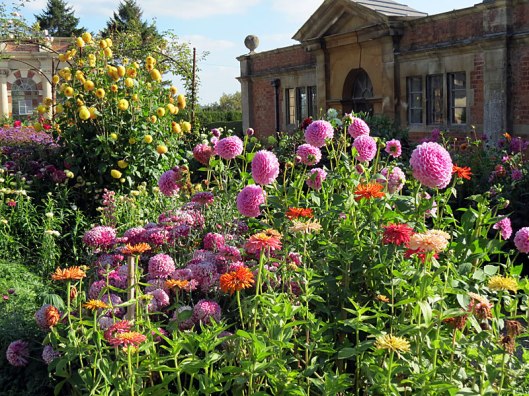 dahlia_tyntesfield
