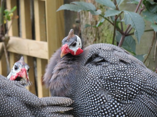 Guard turkeys | Sally Nex