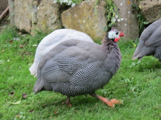 guineafowl3