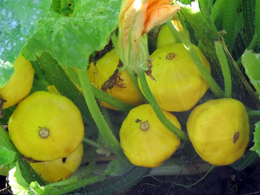 pattypansquash2