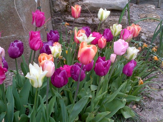 tulips1