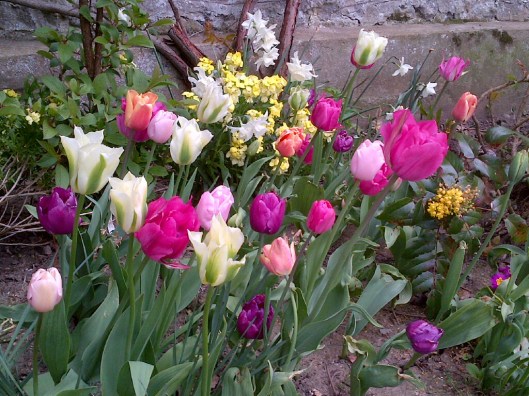 tulips2