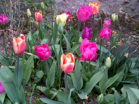 tulips4