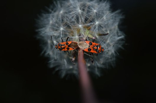 UNDER-18s-GENERAL-WILDIFE_Maddie-Leisham_Fire-bugs-taken-in-Brixham-Devon