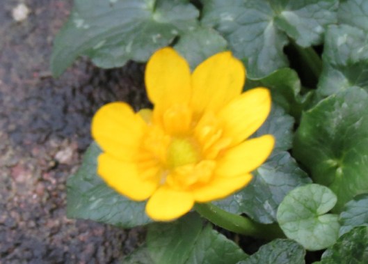 celandine