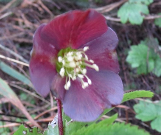 hellebore