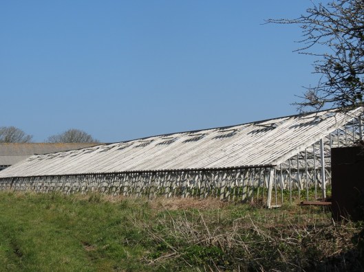 guernsey_greenhouse