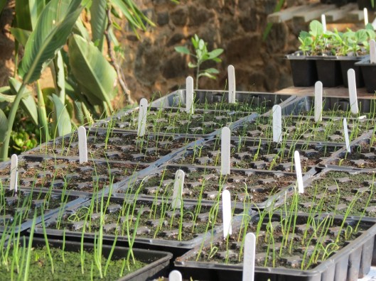guernsey_walledgarden_seedtrays