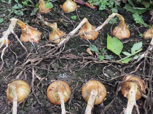 Onions about to come out of the ground and be turned into fetching kitchen ornaments
