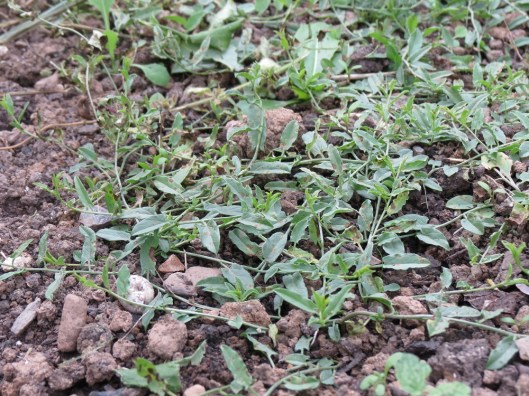 bindweed_convolvulus