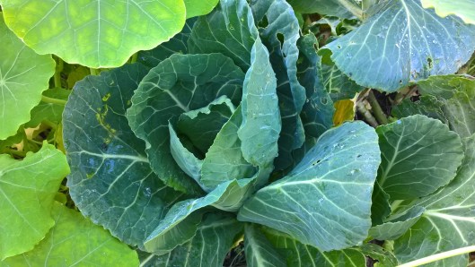 wp_20161105_14_26_48_pro