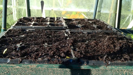 wp_20161105_14_34_53_pro