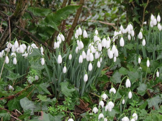 snowdrops