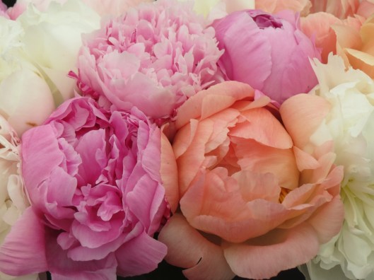 malvern_peonies